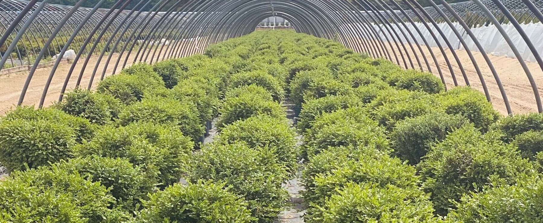 Rows of nursery shrubs growing under a hoop house at the Superior Wholesale farm